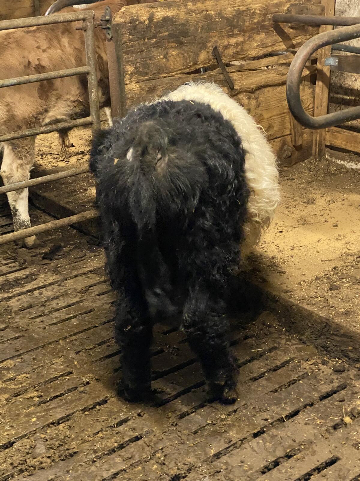 Verkaufe, Vermiete Bio Galloway Stier 3