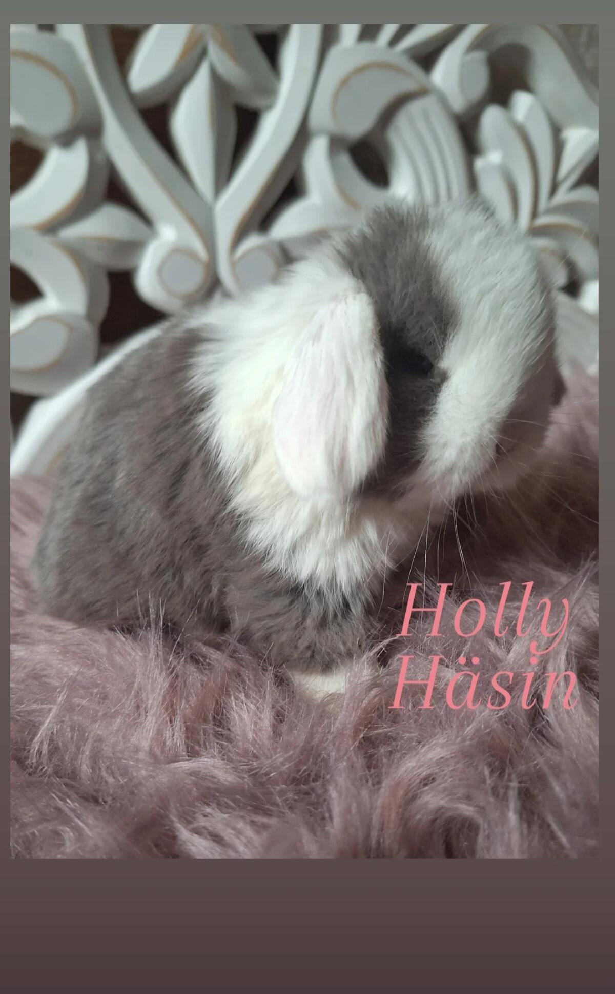 Zutrauliche Mini Lop Babys, Zwergkaninchen, Zwergwidder, Min 3