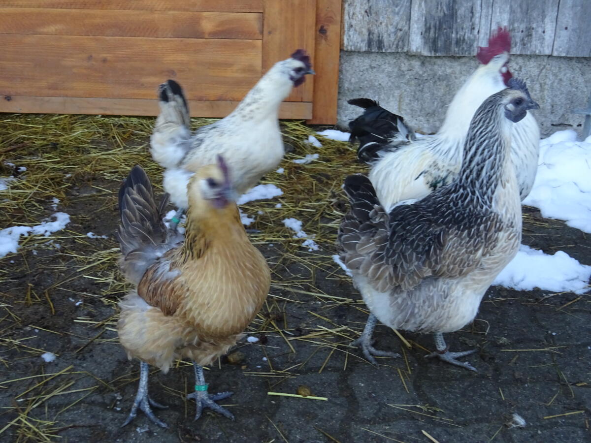 Dongxiang Lukedani (Schwarzhuhn) 3