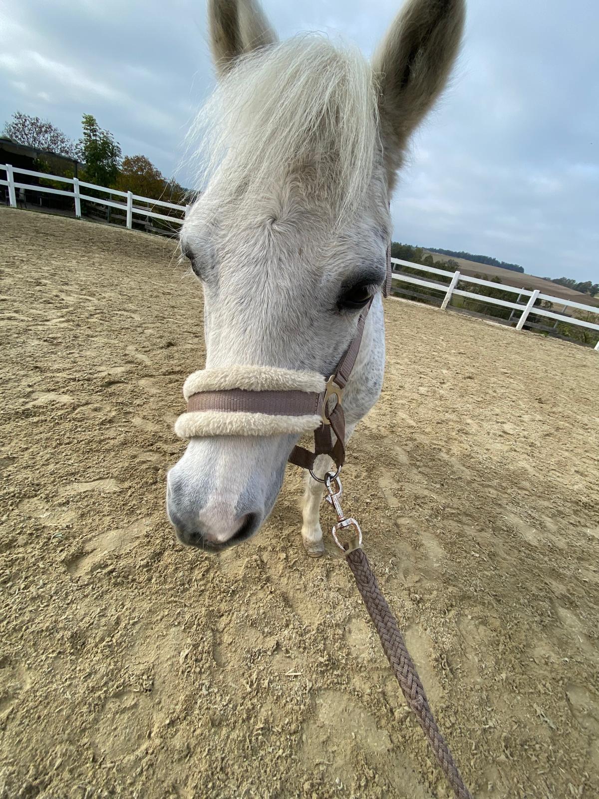 Verkaufe Pony Laura 3