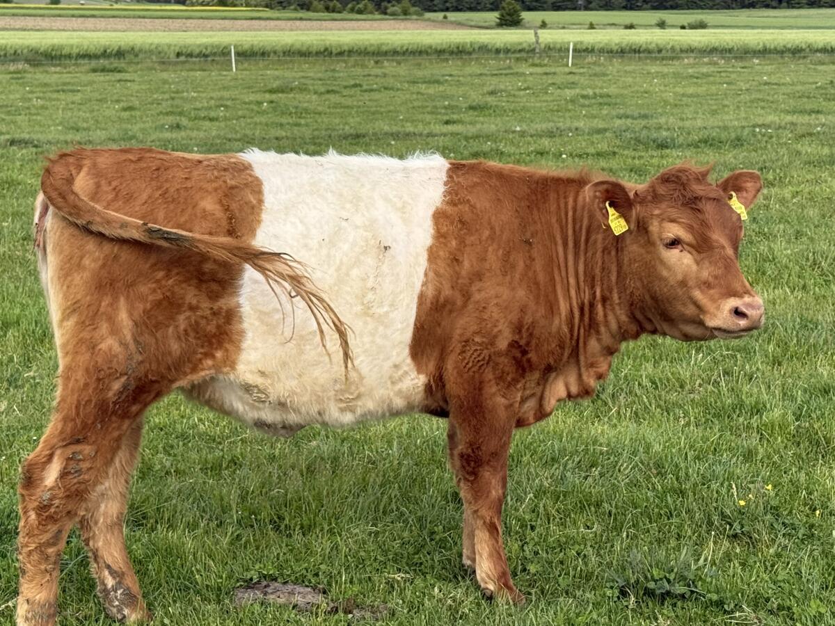 Bio Galloway x Wagyu Kalbin 2