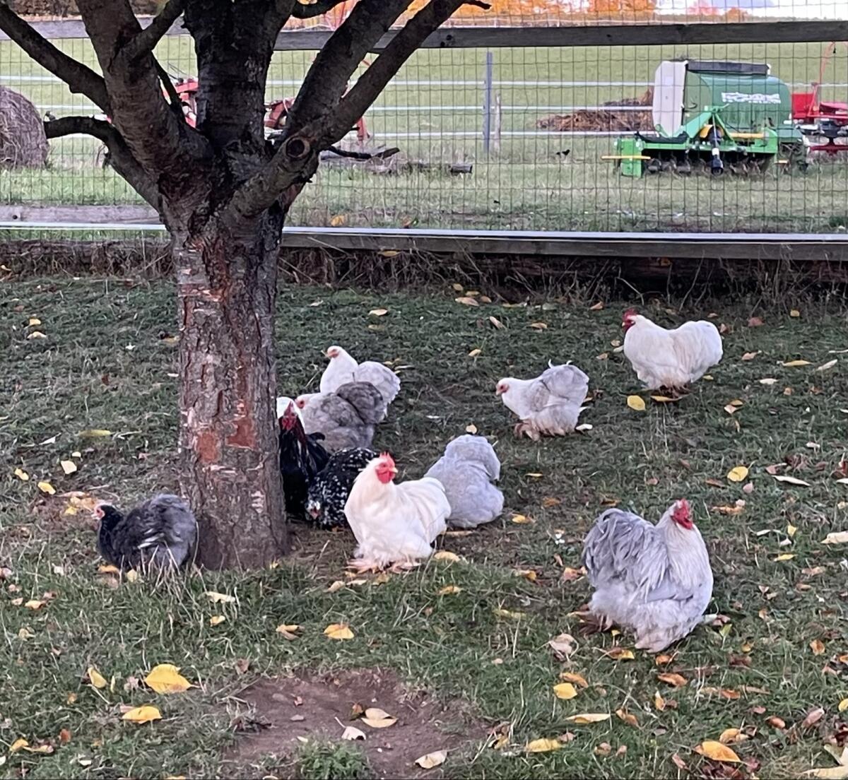 Zwerg Cochin Hähne 3