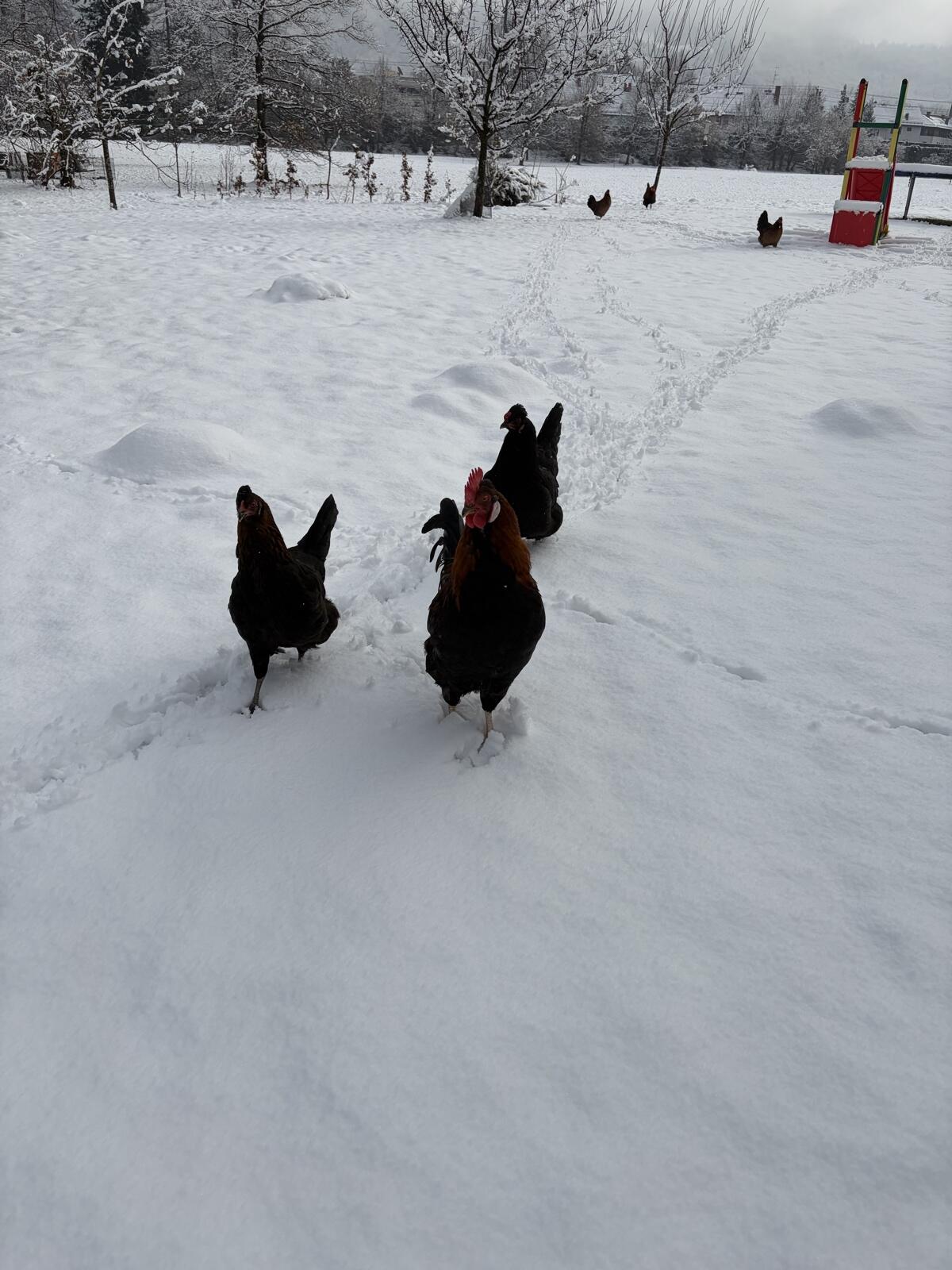 Hahn mit 2 Hühnern zu verkaufen 3
