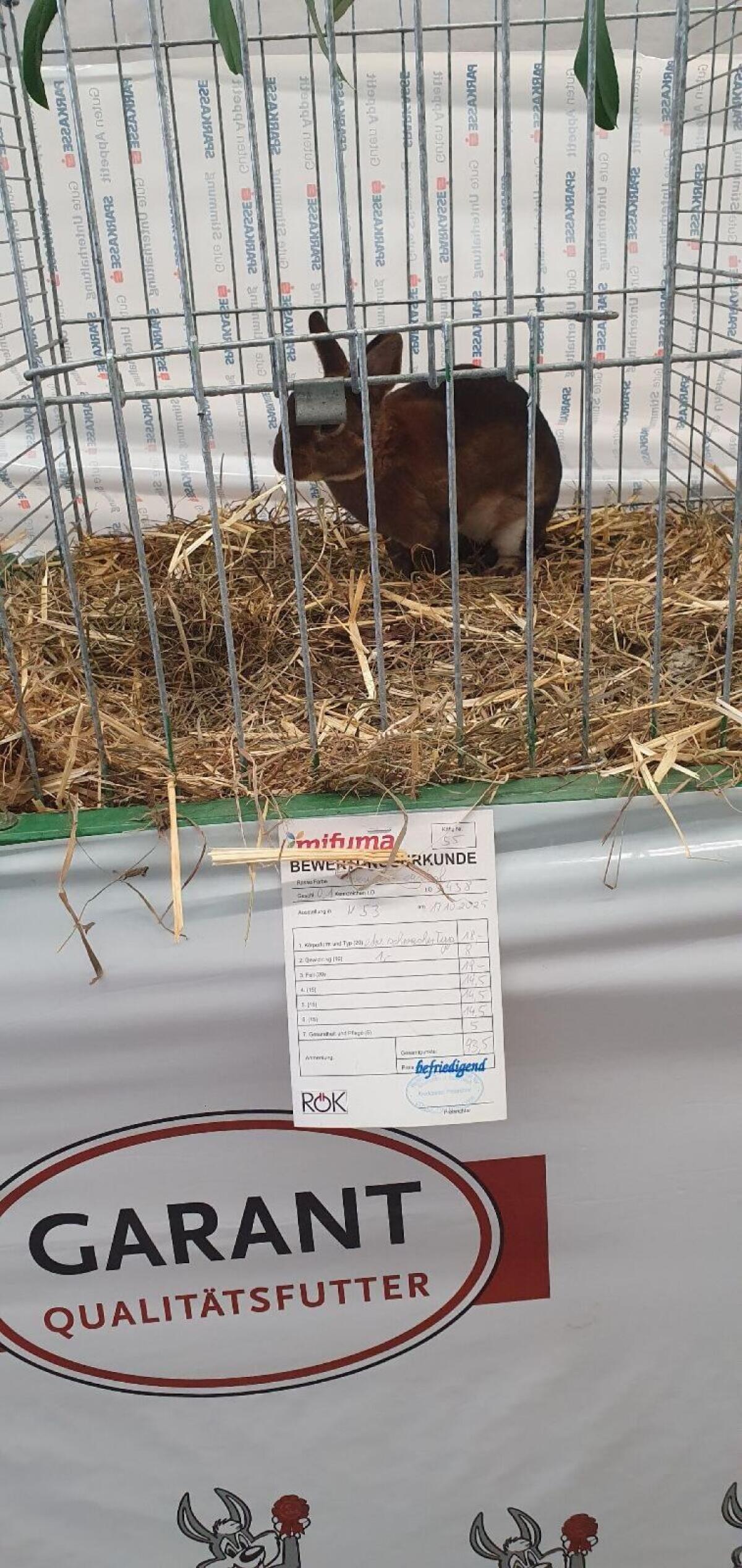 Zwerg Rex Castor zu verkaufen 3