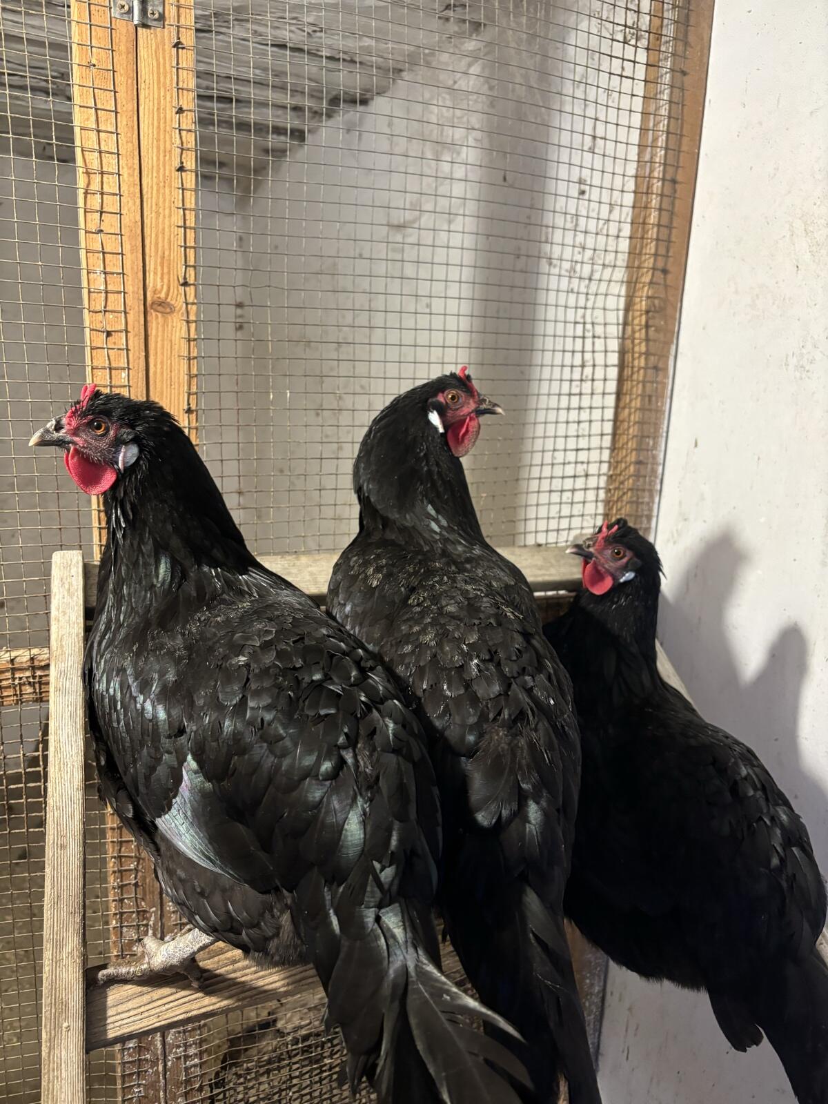 Ich biete Bruteier von La Fleche-Hennen an. 3