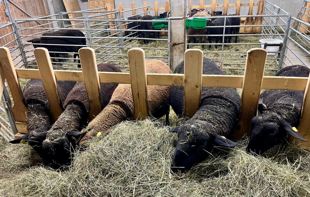 Mutterschafe, Jura 3