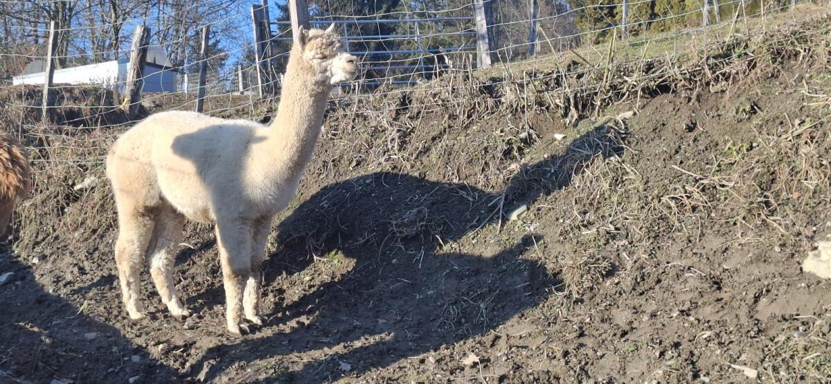 Alpaka Zuchthengste mit Stammbaum 3