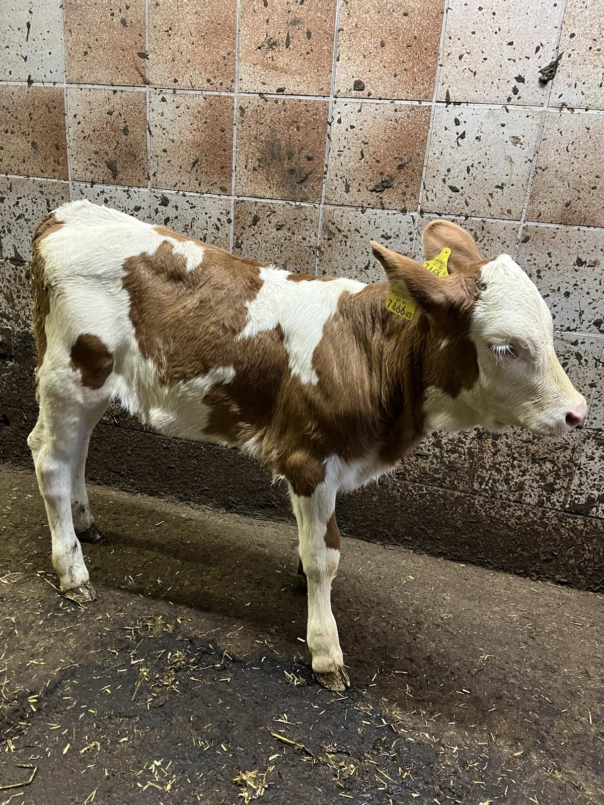 Fleckvieh Zuchtkälber 2