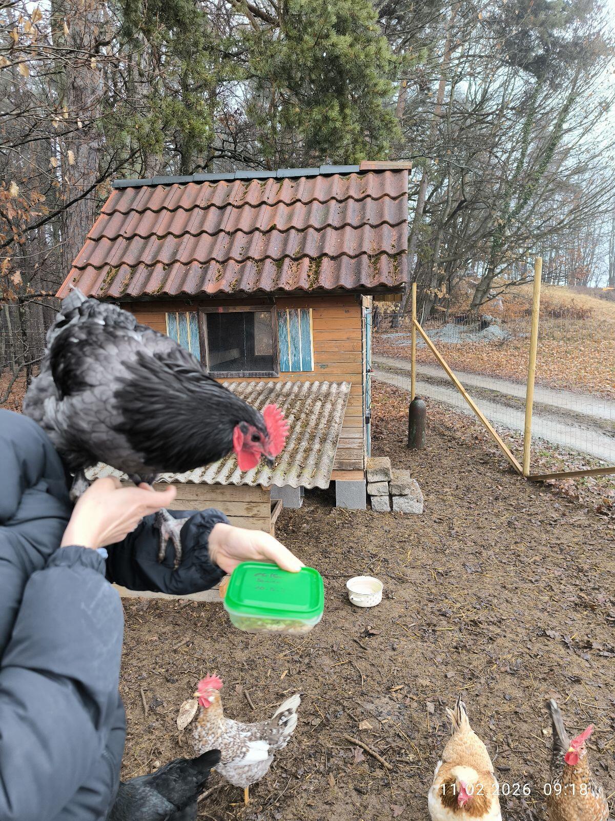 Reinrassige Australorp Hähne 3 Stk. 3