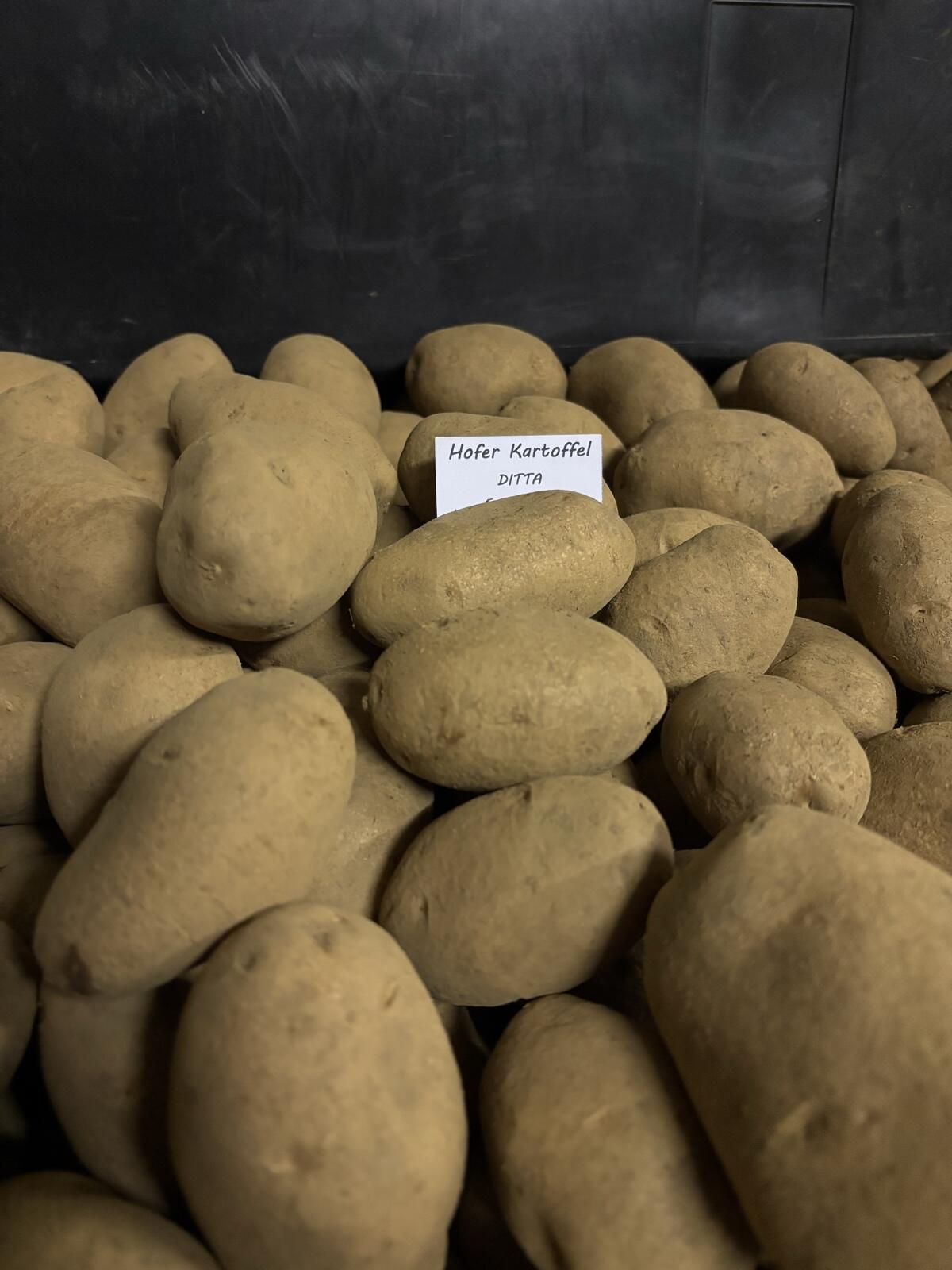 Speisekartoffeln Ditta 2