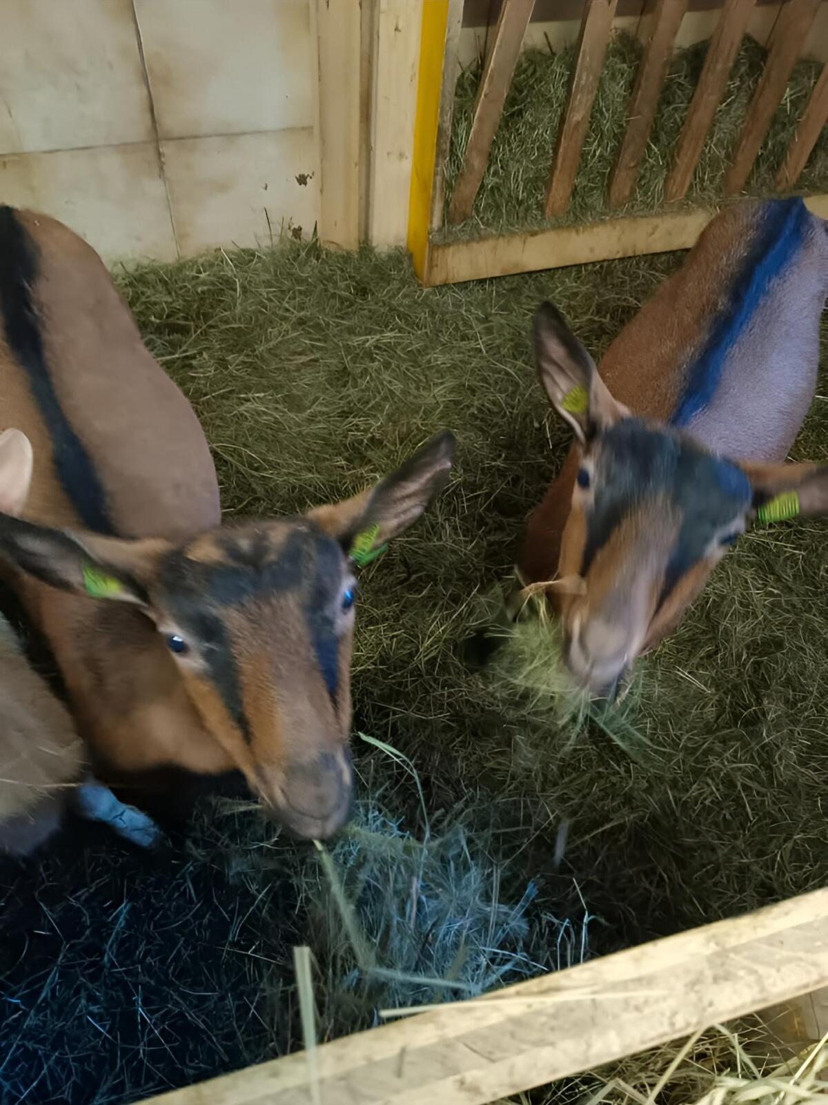 2 Stk. GGZ Ziegenkitze/Jungziegen abzugeben 2
