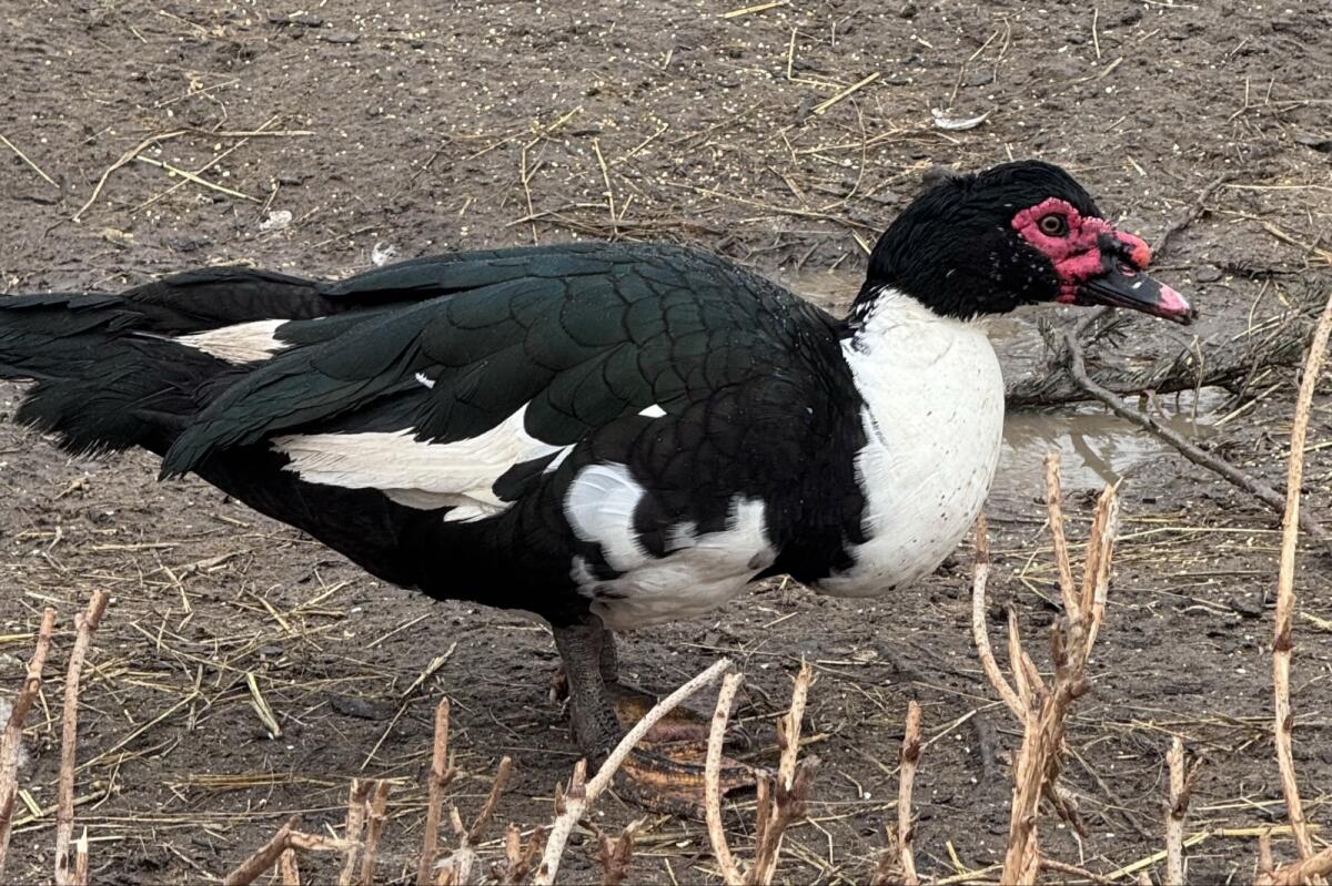 Enten, Stummenten, Warzenenten 2