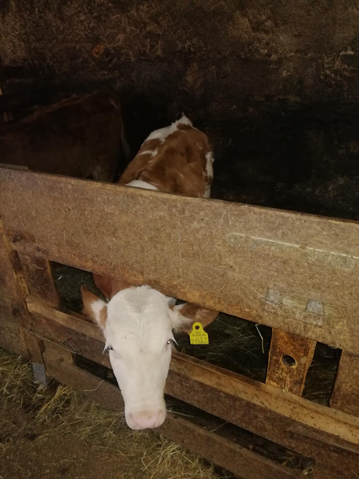 2 Einsteller-Stiere 2