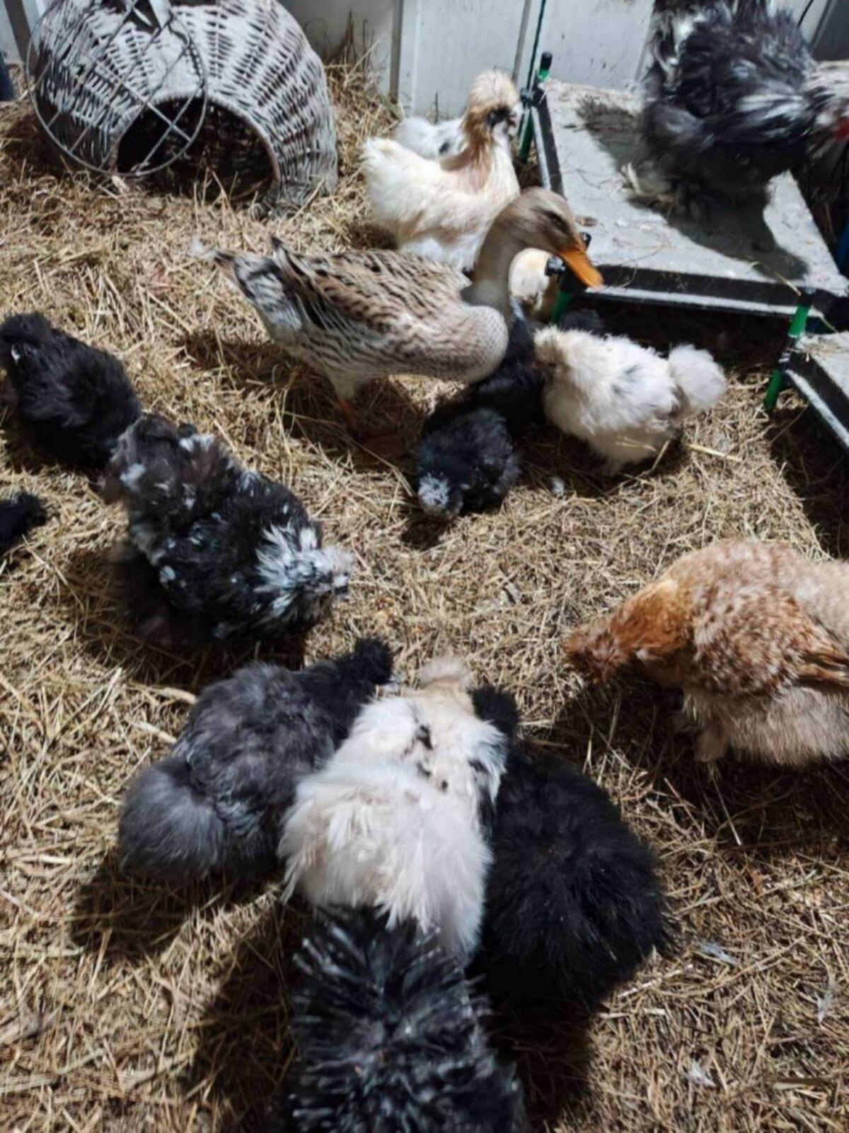 Zwergseidenhuhn Zwergseidenhühner US Silkies 3