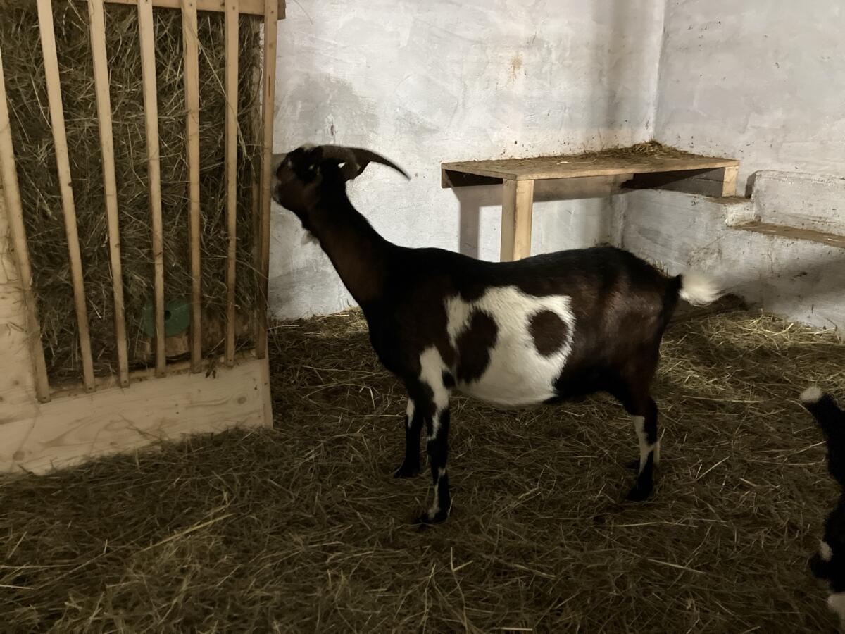 Tauernschecken-Ziege „Enzian“ 2