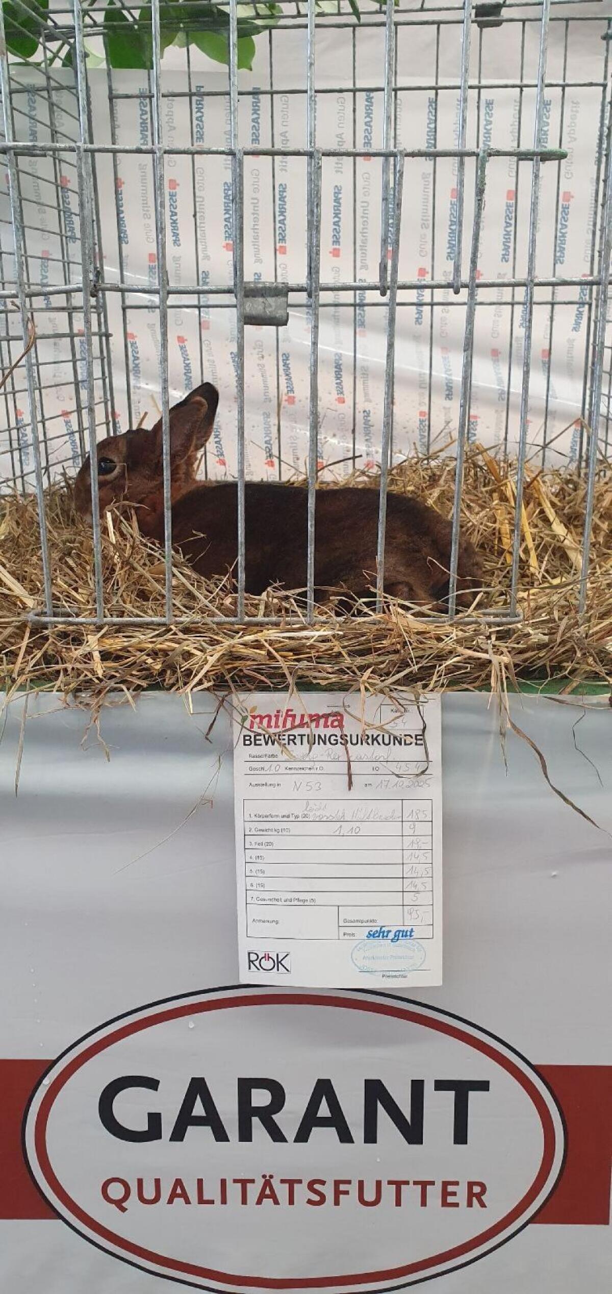 Zwerg Rex Castor zu verkaufen 2