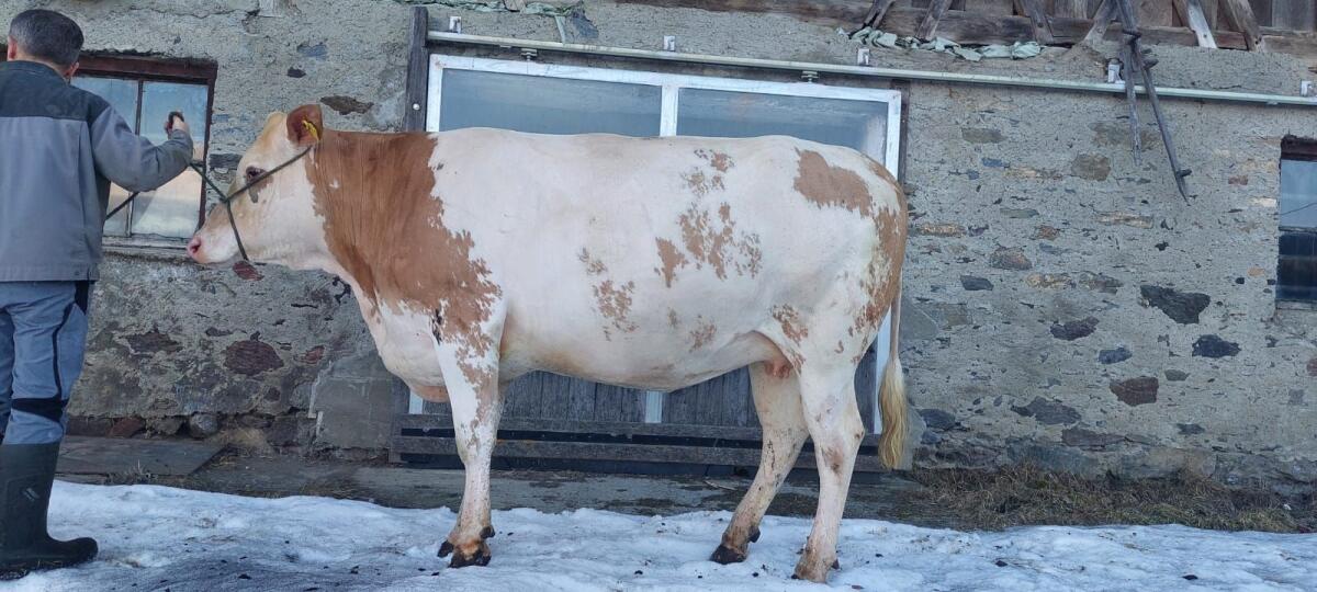 Trächtige Fleckviehzuchtkalbin 3