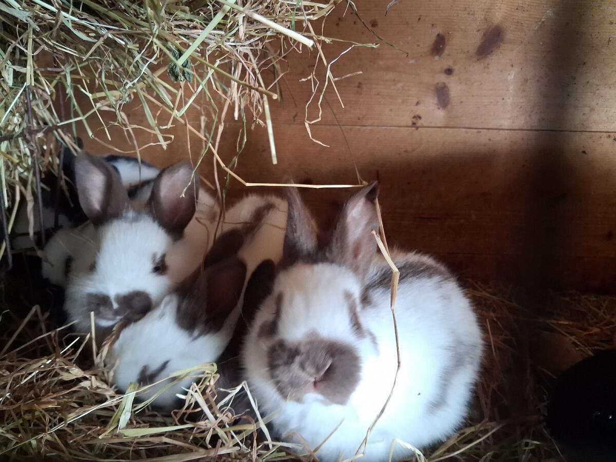 Deutsche Tschecken weiblich, männlich 2