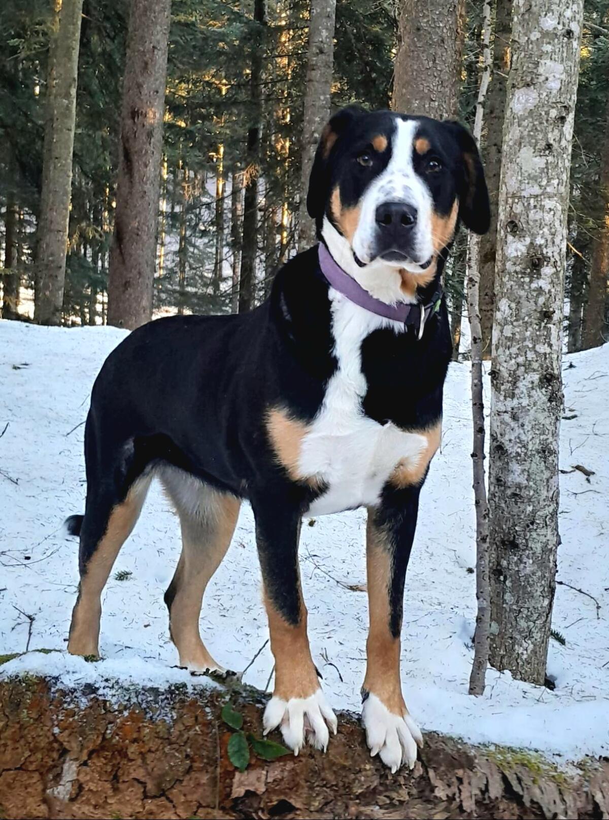 Große Schweizer Sennenhund Welpen 2