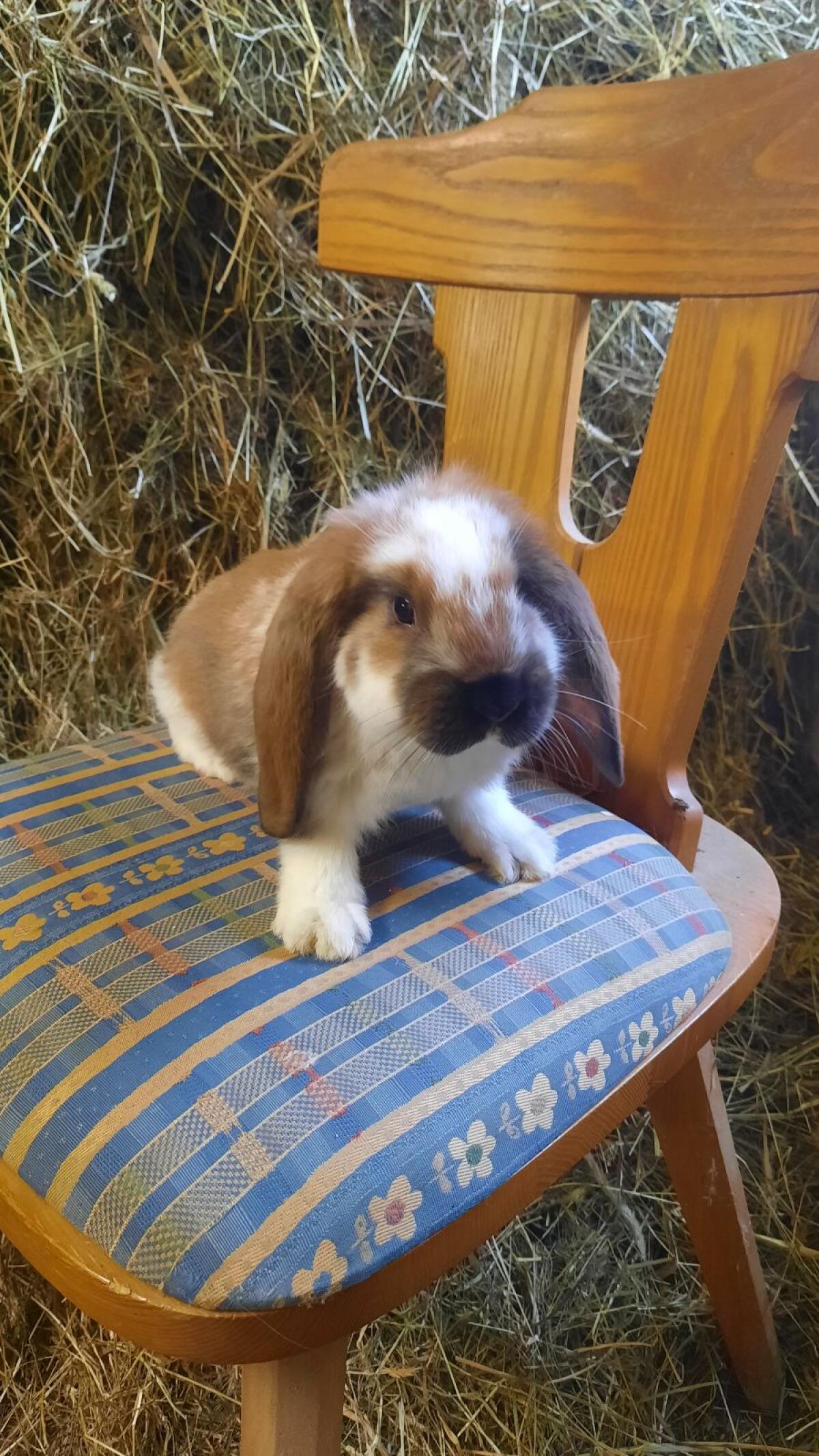 Deutsche Widder-Häsinnen 2