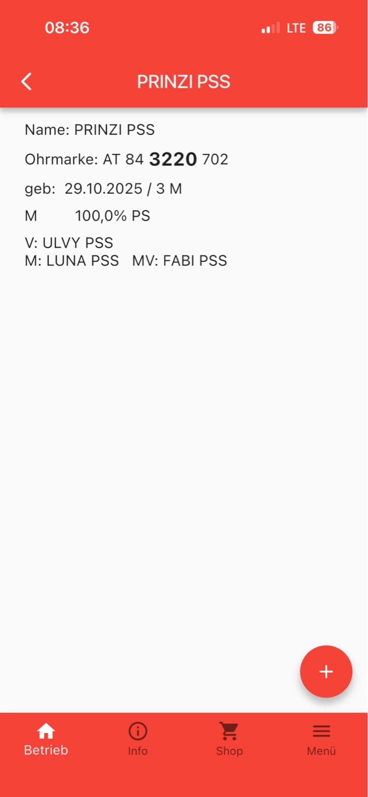 Pustertaler Sprinzen Stier 3