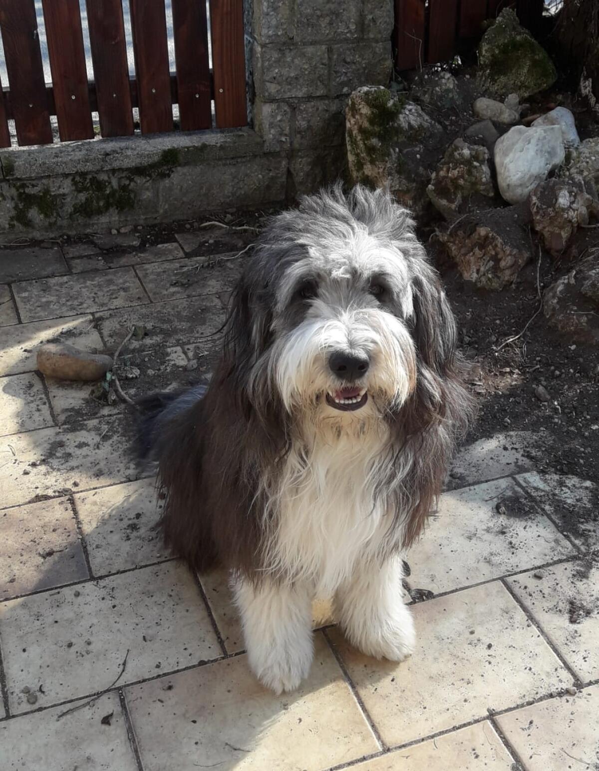 Bearded Collie Bobtail Mischling Welpen 3