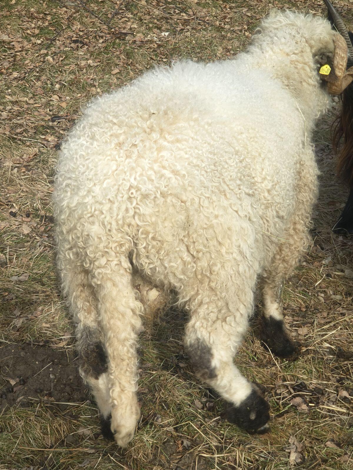 Walliser Schwarznasenwidder Herdbuch 3