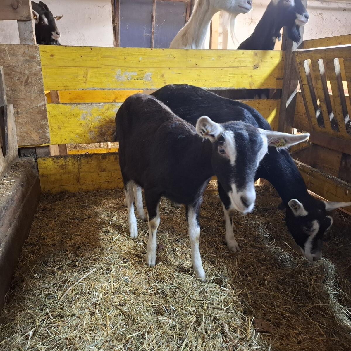 Bündner Strahlenziege 3