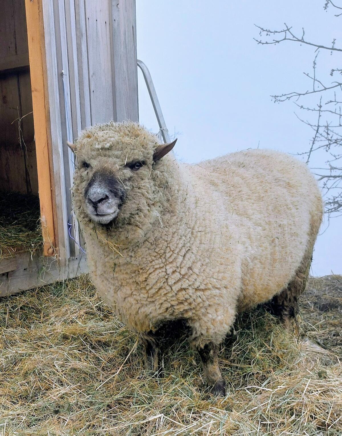 Shropshire Widder reinrassig 2