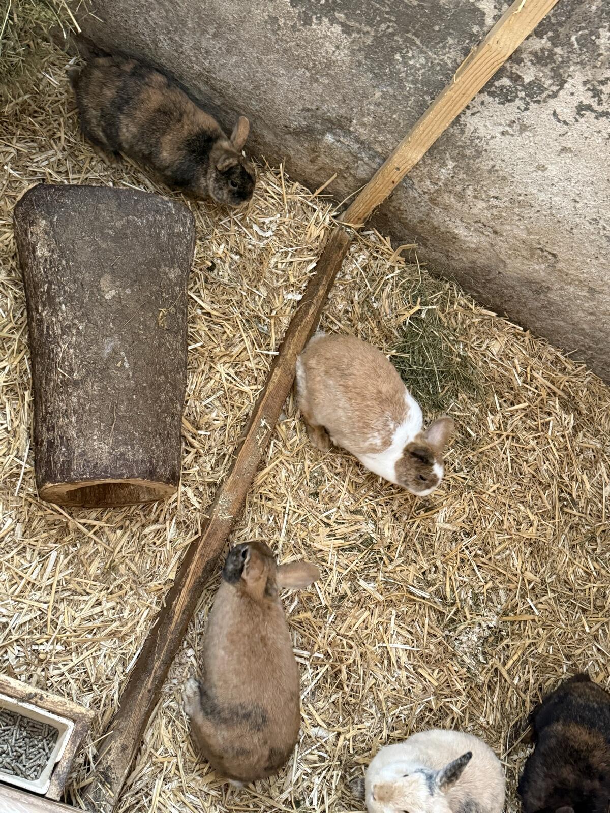 Jungkaninchen Farbenzwerg, Löwenkopf 2