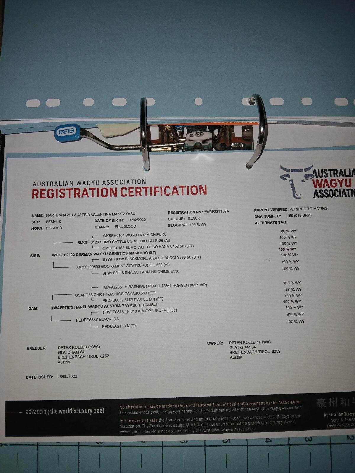 Wagyu Kuh 100% FB trächtig 3