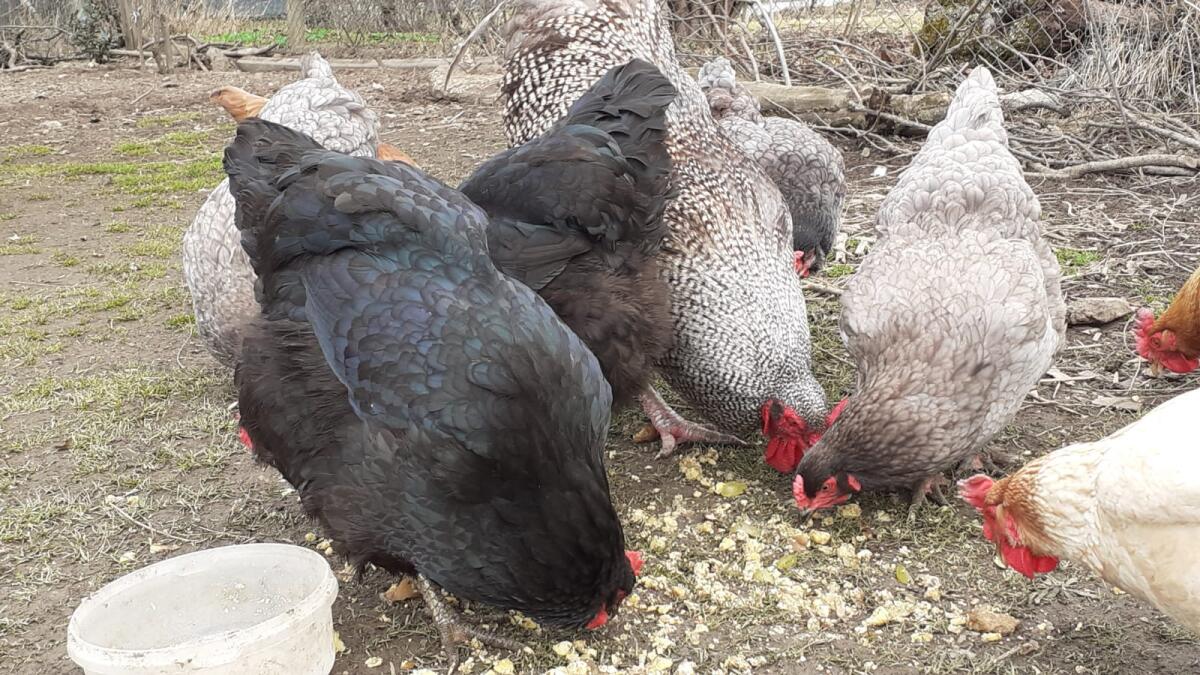 Rassemixlegehennen 2