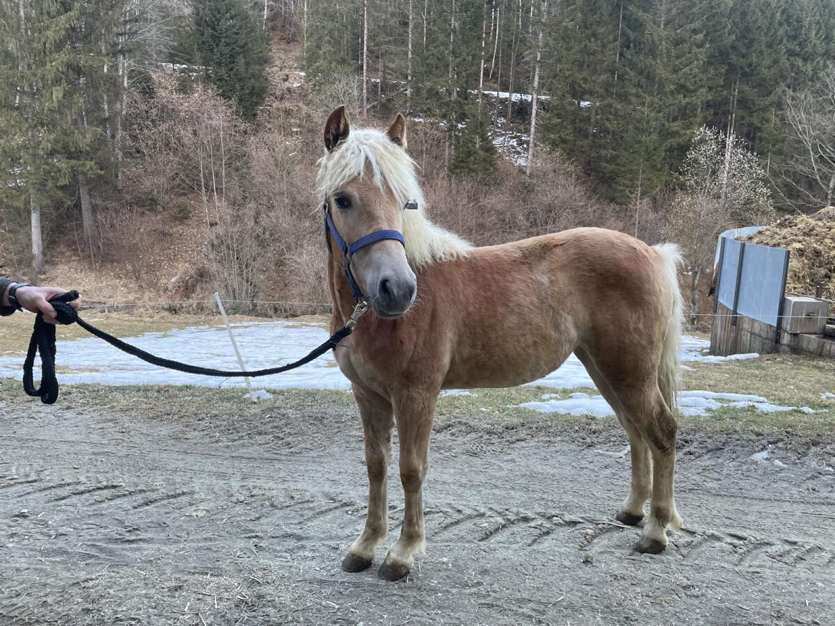 Haflinger Stutfohlen 2025 2