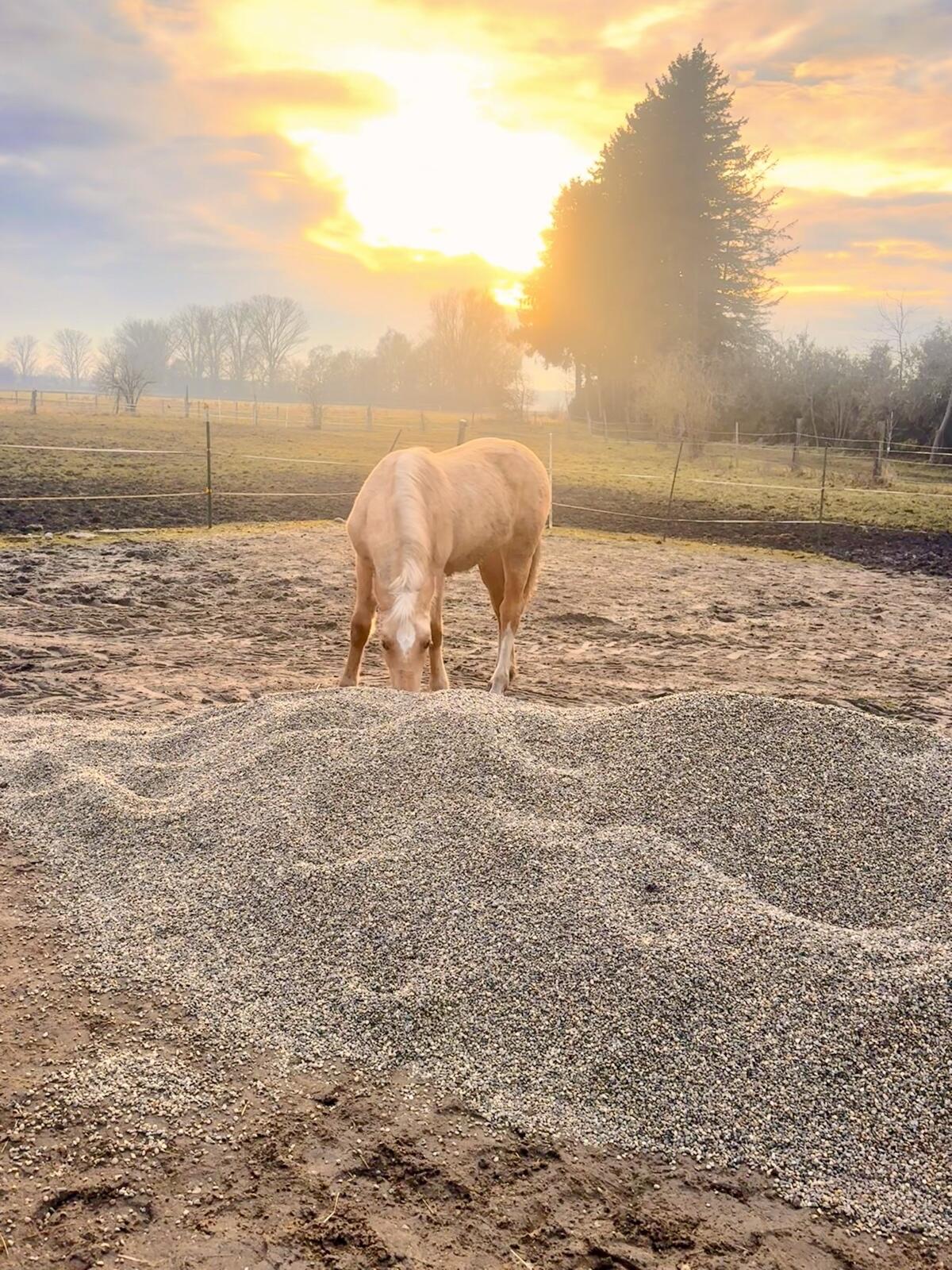 3 Jungpferde/Ponys 3