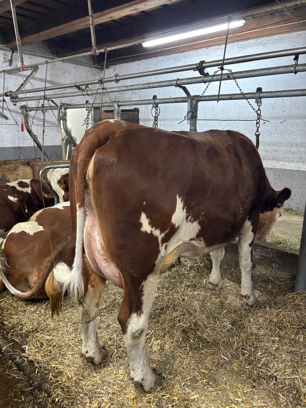 FlxRf Erstlingskuh 2