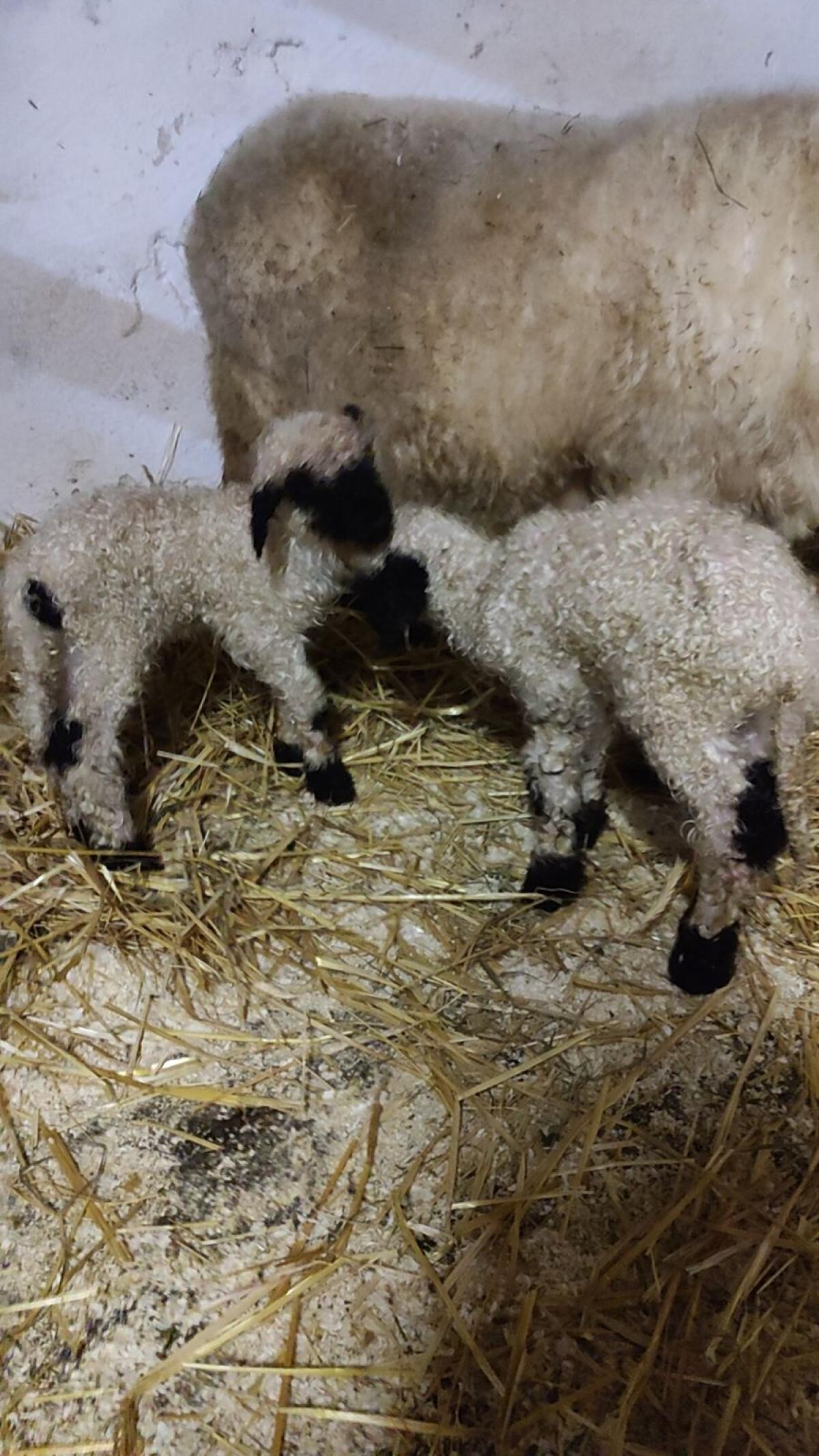 Verkaufe Bio Walliser Schwarznasen Jungschafe 2