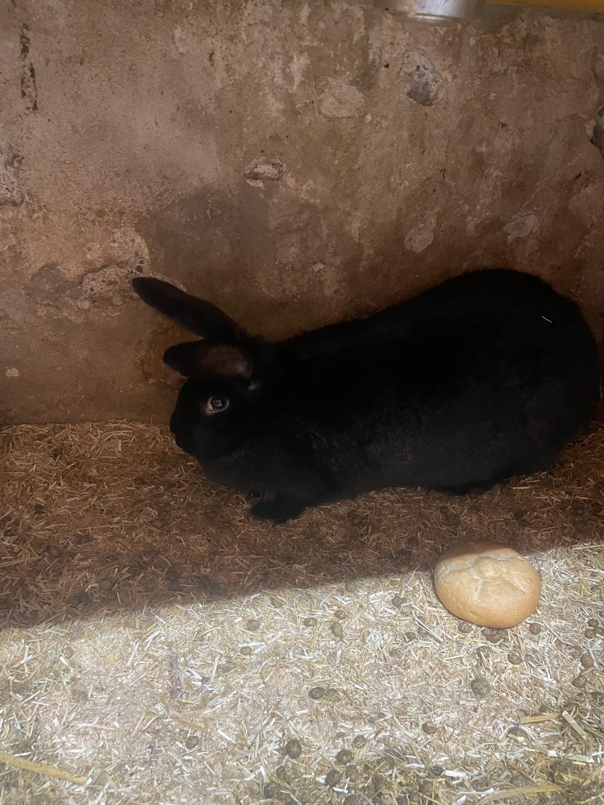 Verkaufe 3 Häsinnen 2