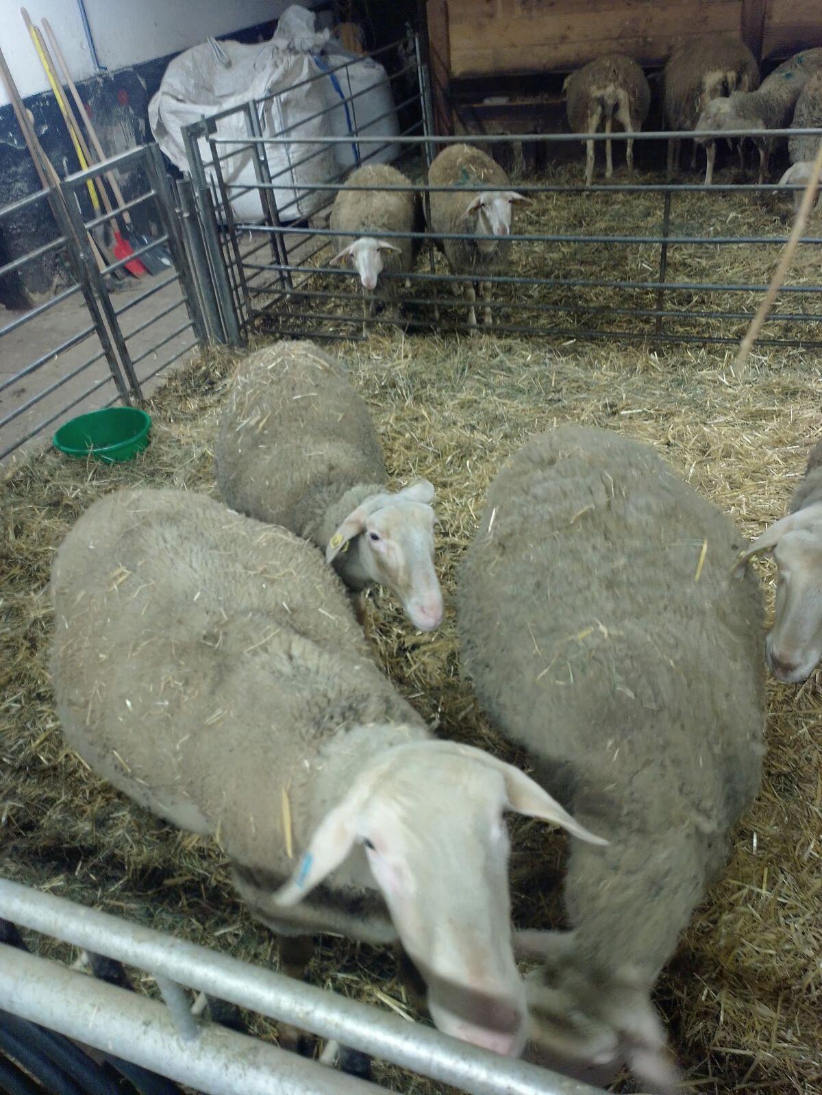 Reinrassiger Lacaune Zuchtwidder 2