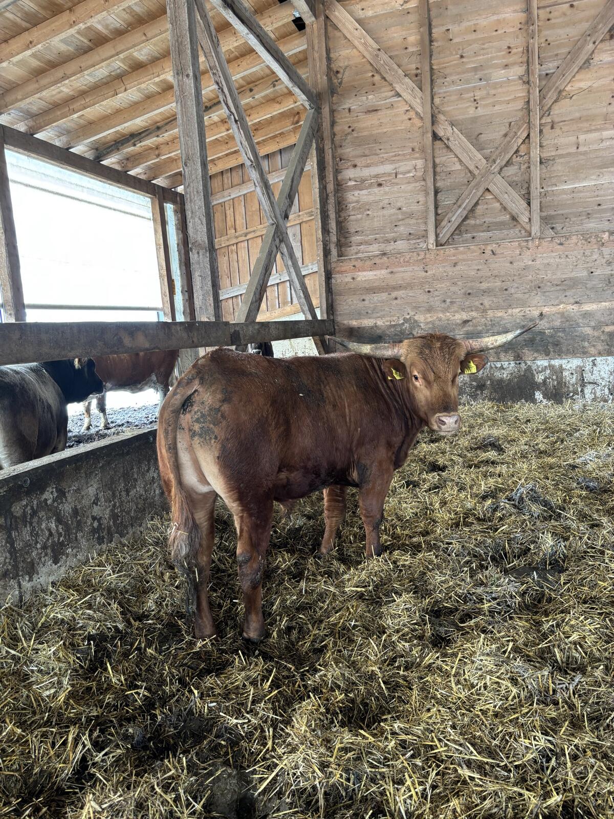 Bio Texas Longhorn/Angus Stier 2