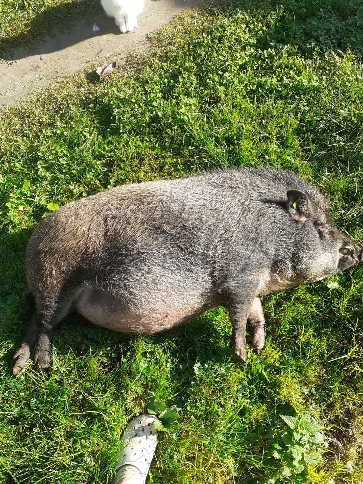 Miniaturschwein Gustav 3