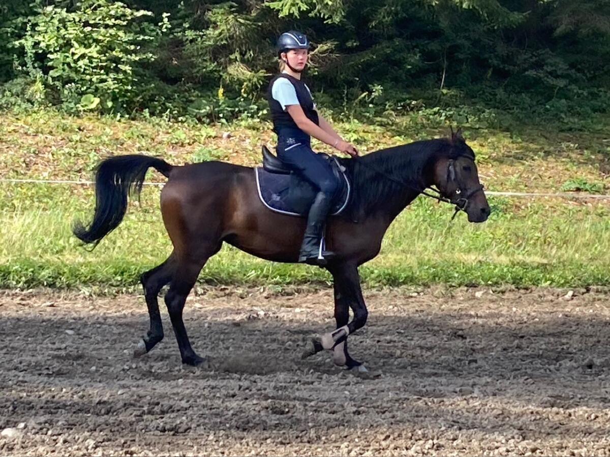 Vollblutaraberstute 3