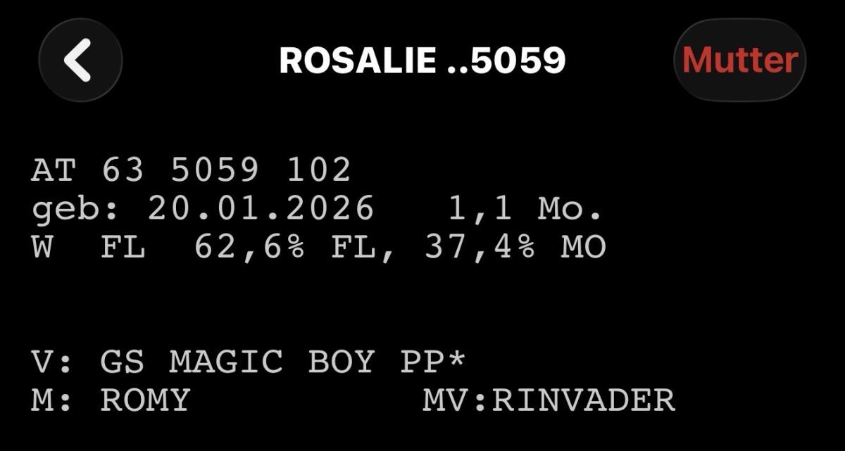 Fleckvieh Zuchtkalb 3