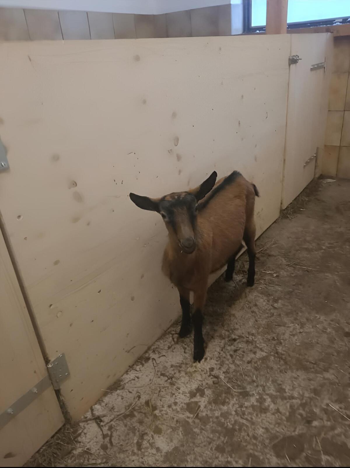 2 Stk. GGZ Ziegenkitze/Jungziegen abzugeben 3