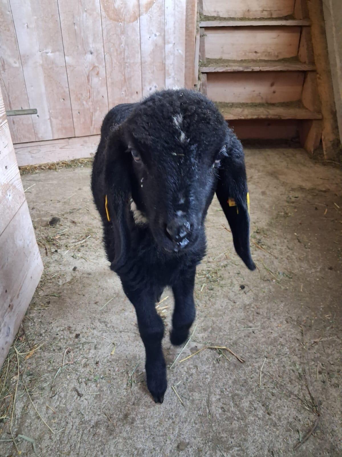 Bergschaf Widderlamm 3