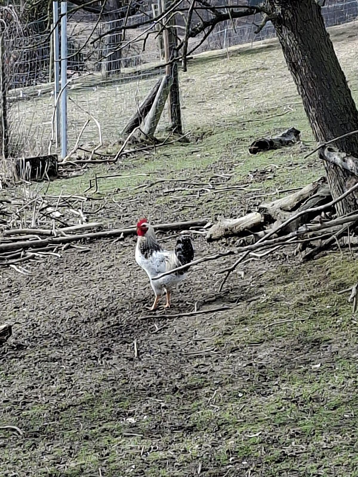 Hähne zu verkaufen 3