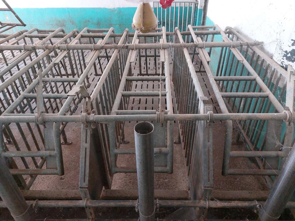 Aufstallung Wartestall Selbstfangstand Fa. Bräuer 2