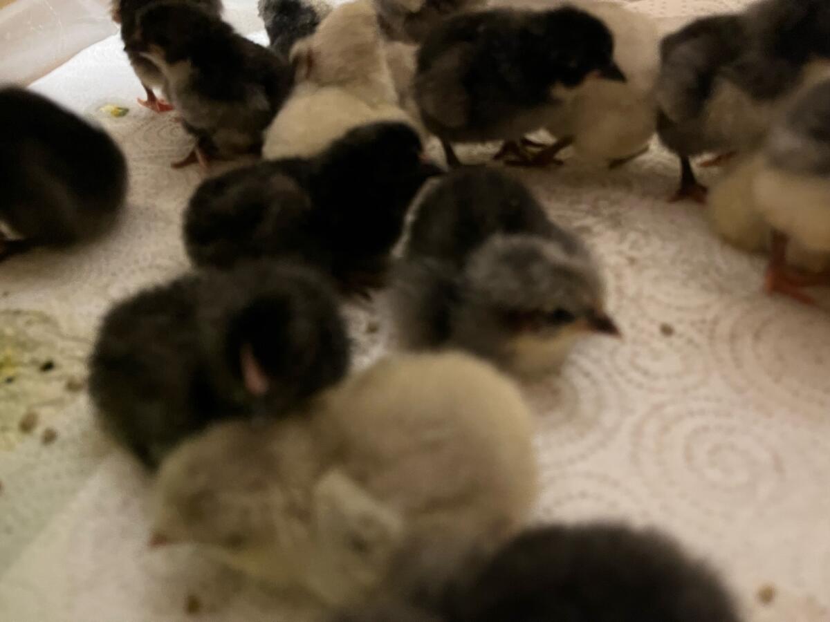 Bresse gauloise bleu Tagesküken 3