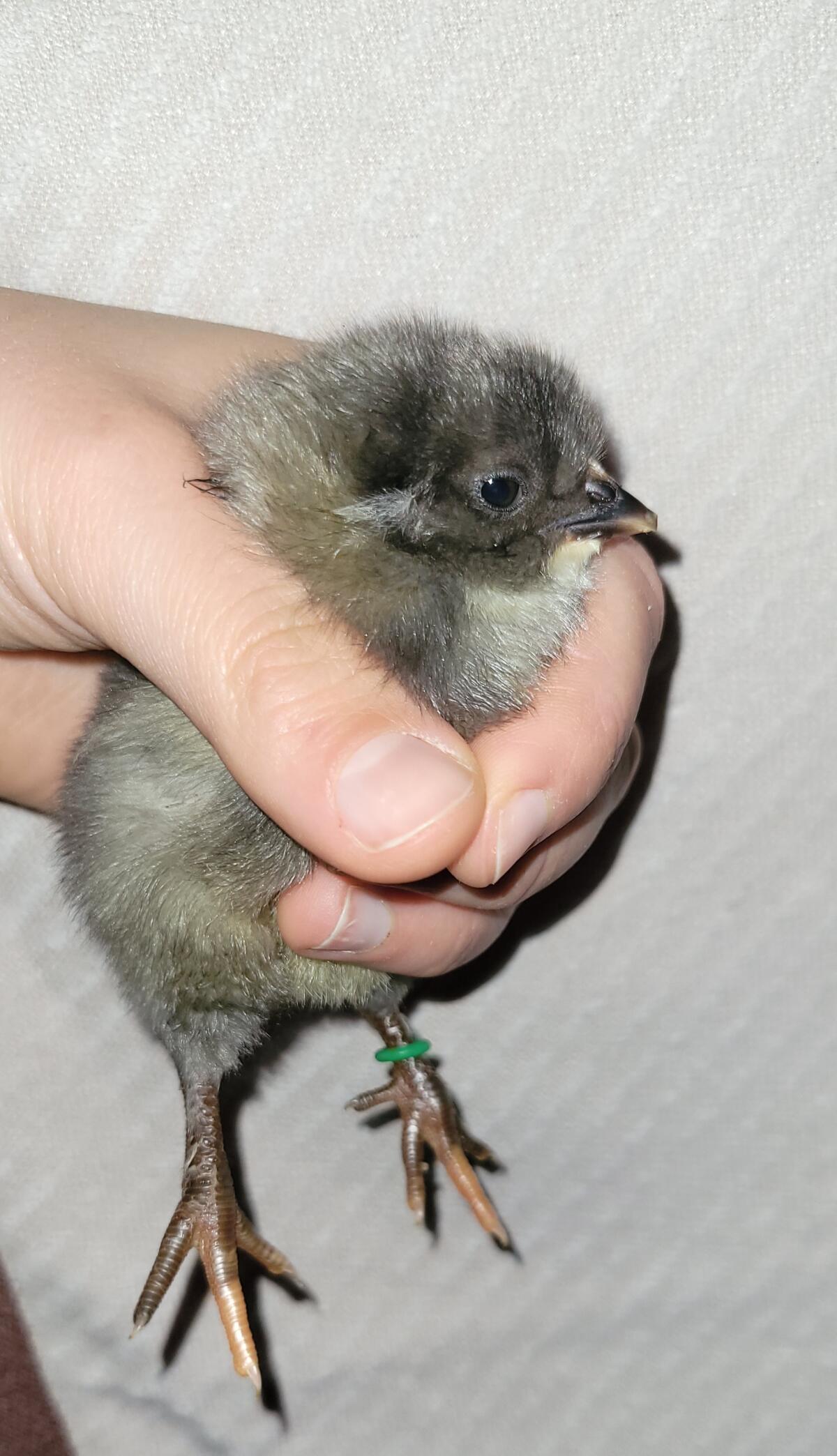 Buntlegerküken abzugeben! 2