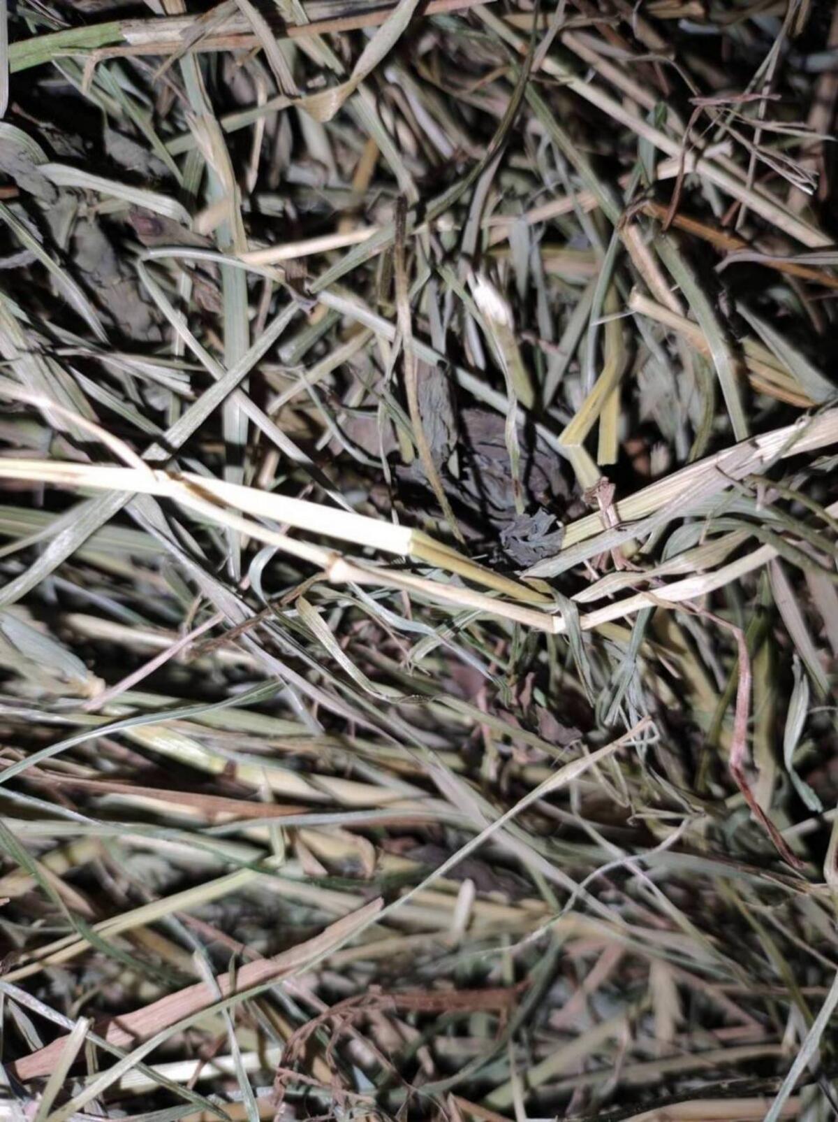 Bio-Klee-Heuballen 2