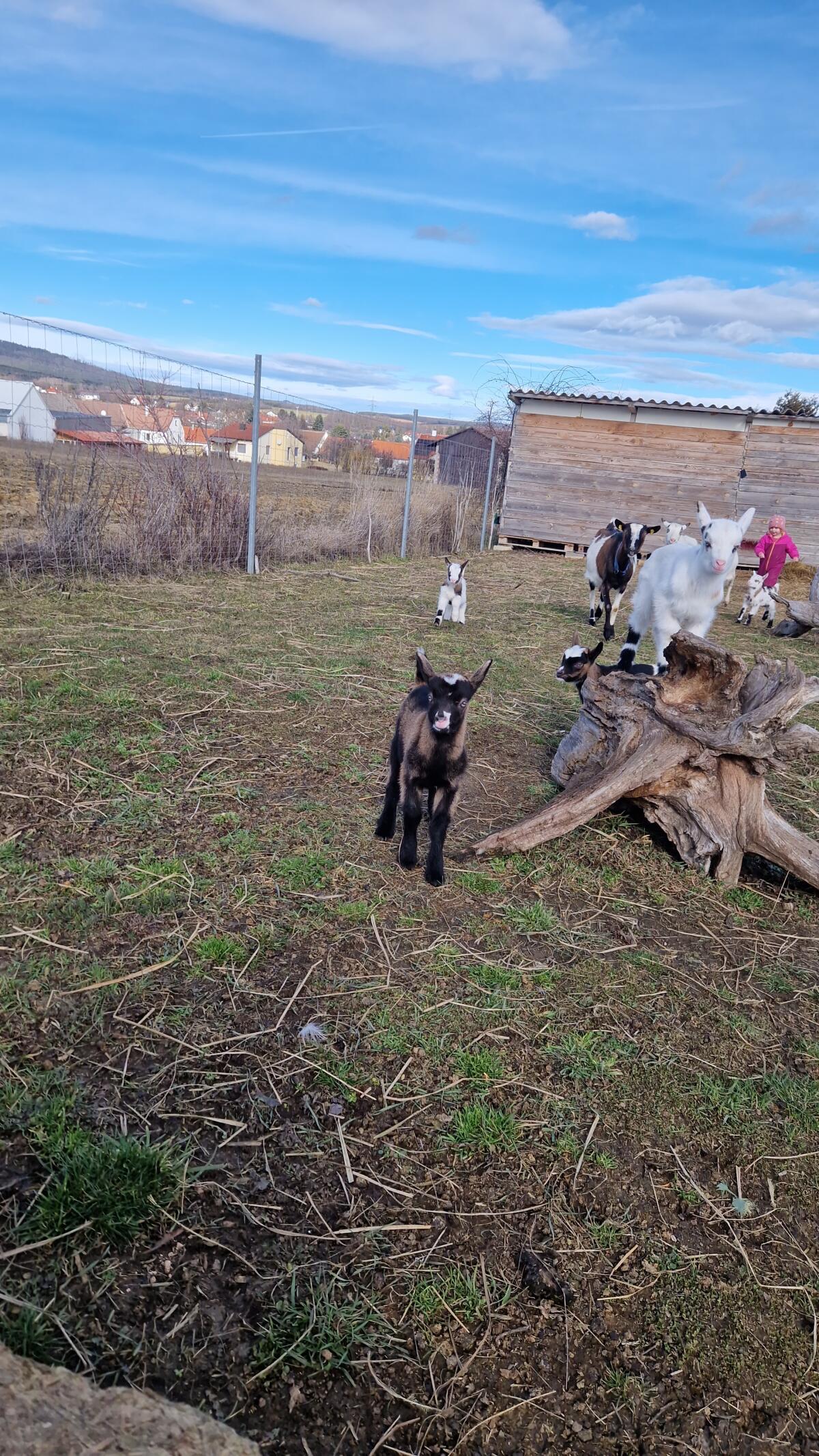 Steirerschecken Ziegenkitze 3